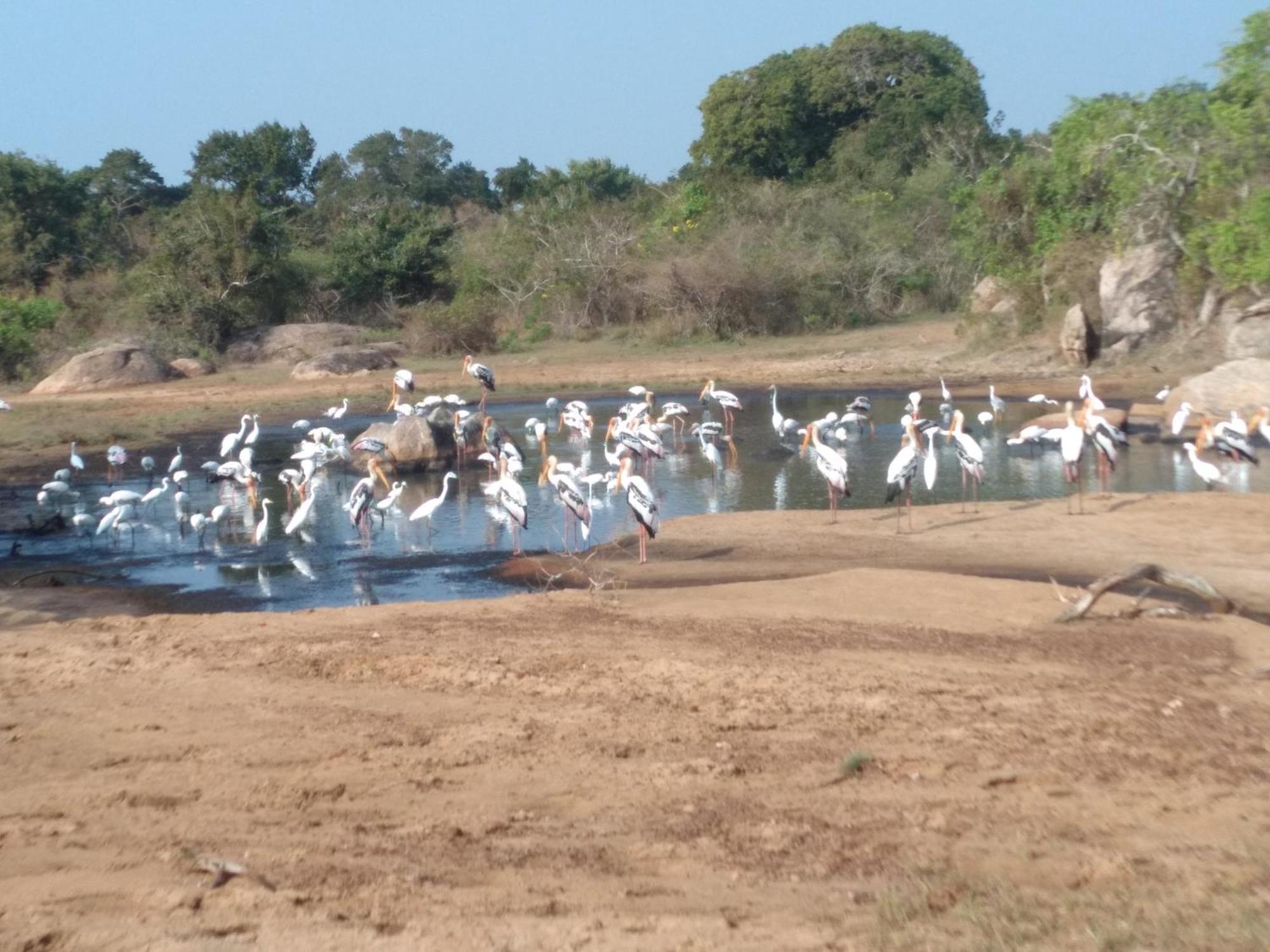 Happy Beach Safari Retreat Hambantota Ngoại thất bức ảnh